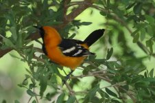 00000 Oriole - AAA - Mexico Riviera Maya - 18Nov01 - 09-8302.jpg