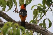 00000 Oriole - AAA - Mexico Riviera Maya - 18Oct28 - 05-5951.jpg