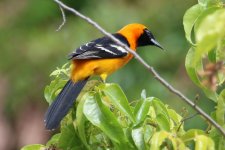 00000 Oriole - AAA - Mexico Riviera Maya - 18Oct28 - 05-5956.jpg