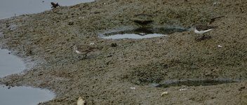 DSC04049 Temminck's Stint @ San Tin.jpg