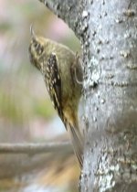 1-Agateador nepalés. Nepali treecreeper.jpg