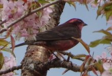 1-No sé cuál rosefinch.jpg