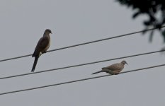 DSC04079 Barred Cuckoo Dove @ San Tin.jpg