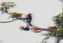 !C001 - Drongo sp..JPG