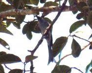 !C002B - ashy drongo.JPG