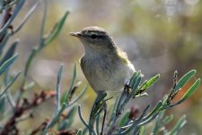 Iberian Chiffchaff 1.jpg