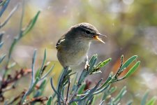 Iberian Chiffchaff 2.jpg