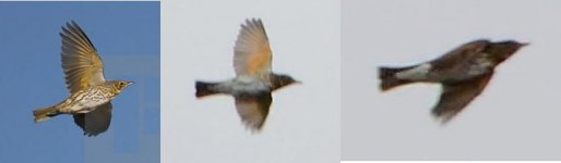 Song Thrushes in flight.jpg