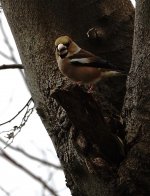 DSC04017 Hawfinch @ Yokohama.jpg