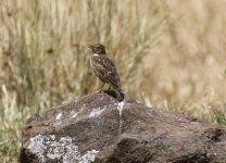 short crested lark.jpg