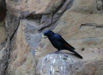 white billed starling.jpg