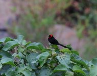 red collared widowbird.jpg