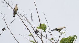 pied imperial pigeon.jpg