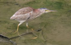 yellow bittern.jpg