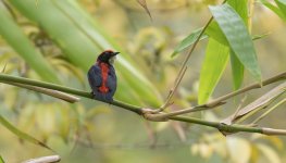 scarlet-backed flowerpecker.jpg