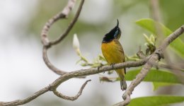 olive-backed sunbird (m).jpg