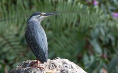 Little Heron.jpg