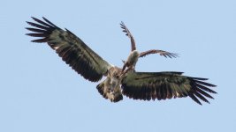 sea eagle v kite.jpg