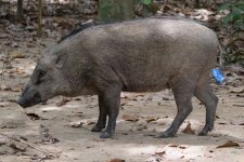 wild boar.jpg