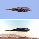 B2Peregrine.jpg