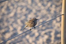 unknown possile Pacific Wren IMGP8833edited.jpg