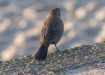 unknown possible Brewer's Blacckbird Nov 8 18 IMGP8832.jpg