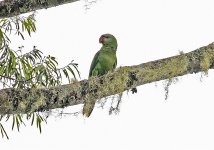 Black Lored Parrot.jpg