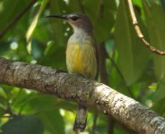 054B - Copper-throated Sunbird.JPG