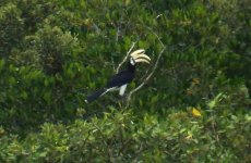 052B - Oriental Pied Hornbill.JPG