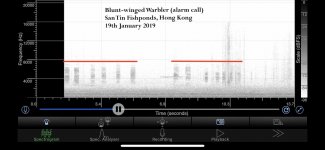 IMG_7091 Blunt-winged Warbler alarm call sonogram copy.jpg