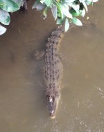 Saltwater Crocodile.JPG
