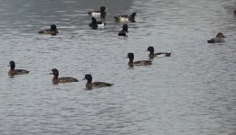 DSC04088 Greater Scaup @ San Tin.jpg