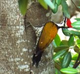 049B - Common Flameback.JPG