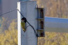 Grey-Headed Woodpecker (1).jpg