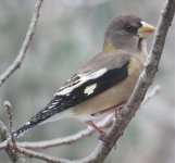 Grosbeak in the garden-small.jpg