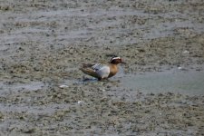 Garganey.jpg