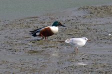 Northern Shoveler.jpg