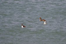 Great Crested Grebe (2).jpg