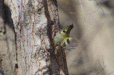 Goldcrest.jpg