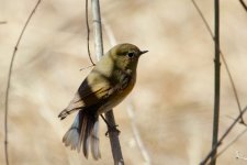 Red-Flanked Bluetail (1).jpg