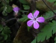 BF flower for ID 201018.jpg