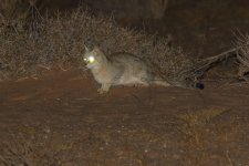 20190219 (36)_African_Wildcat.JPG