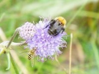 BF Bumble and Hoverfly for ID S0562266.jpg