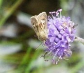 BF Moth for ID S0612283.jpg