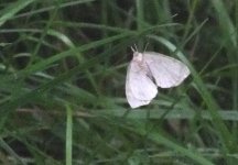 BF Moth for ID S0642296.jpg