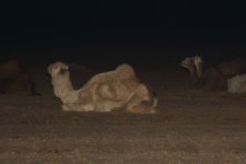 20190219 (40)_Roosting_Dromedaries.JPG