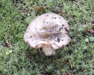 BF Fungus 3 for ID S0772340.jpg