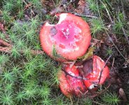 BF Fungus 4 for ID S0782341.jpg