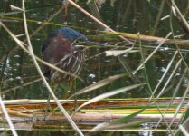 Green Heron.jpg