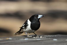 Pied Butcherbird au 4.jpg